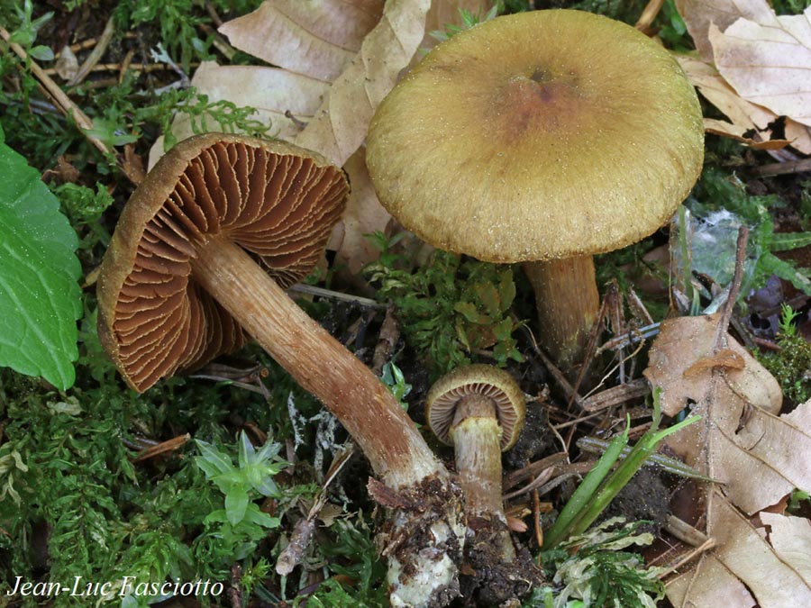 Cortinarius colymbadinus
