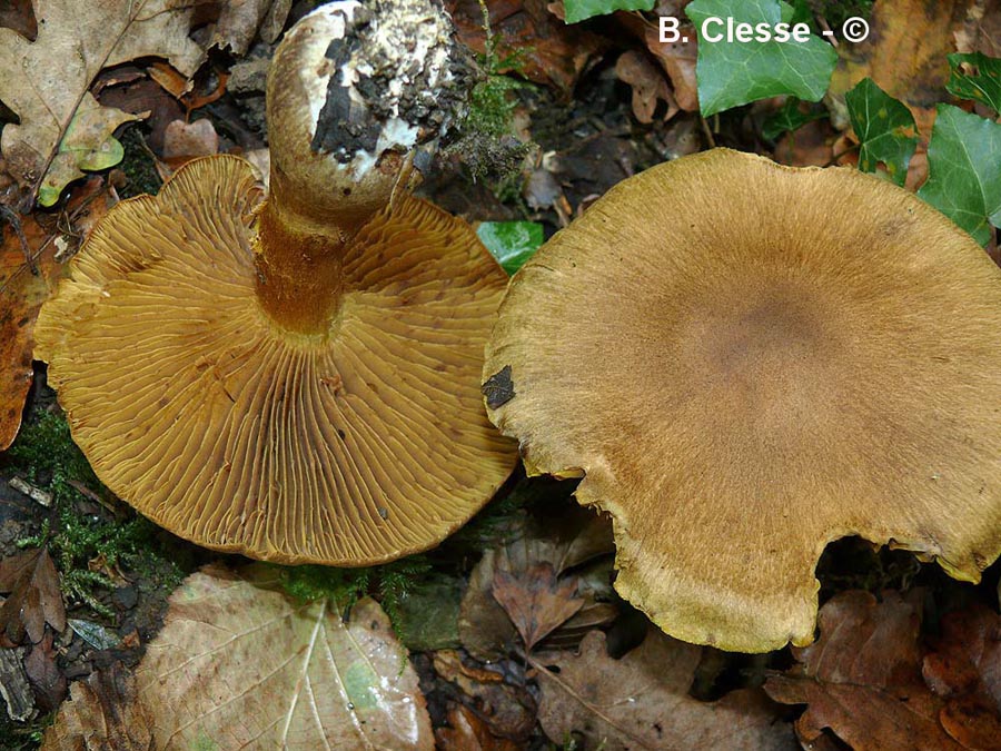 Cortinarius cotoneus