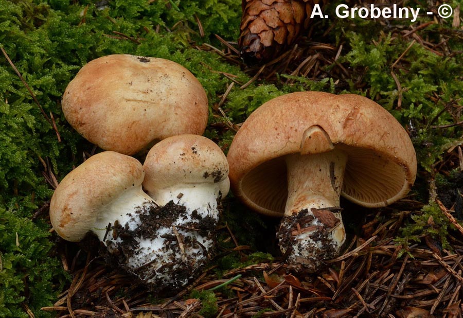 Cortinarius crassus