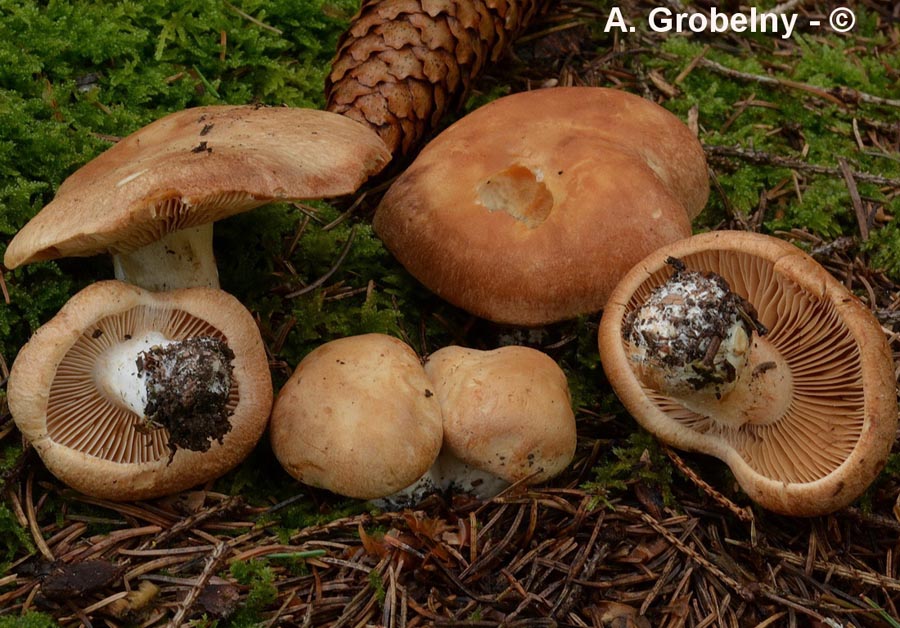 Cortinarius crassus