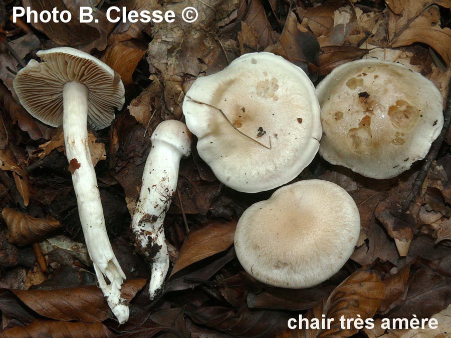 Cortinarius cristallinus