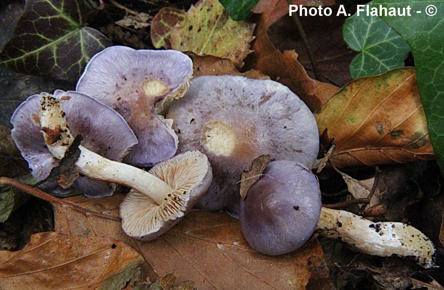 Cortinarius croceocaeruleus