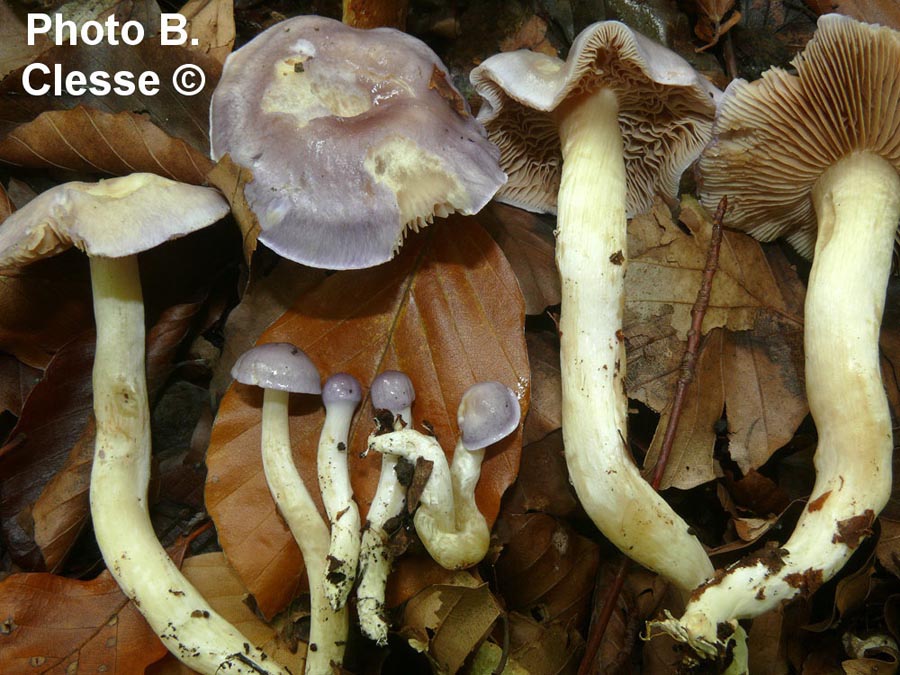 Cortinarius croceocaeruleus