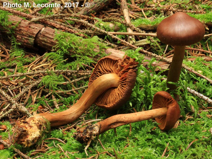 Cortinarius croceus