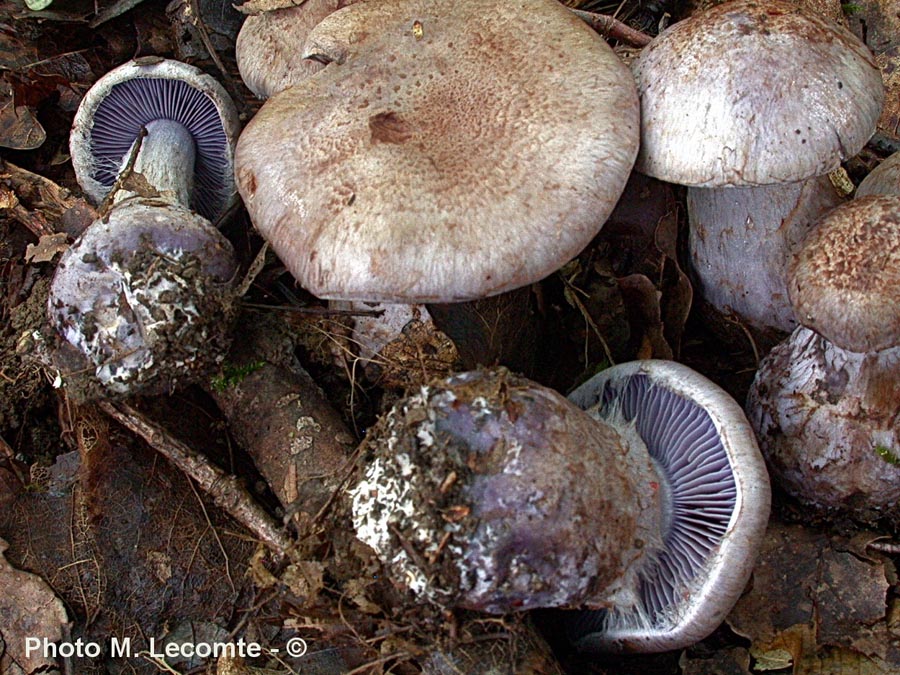 Cortinarius cyanites