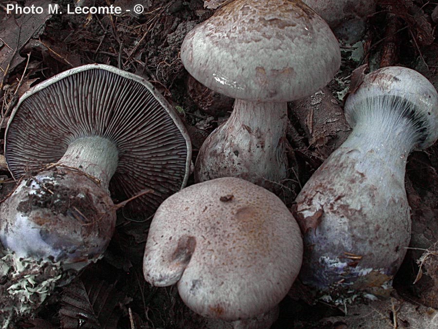 Cortinarius cyanites