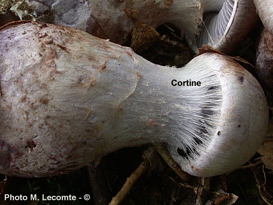 Cortinarius cyanites