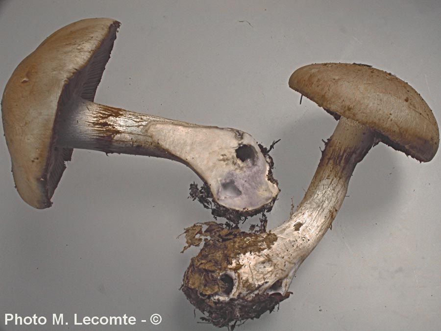 Cortinarius cyanobasalis