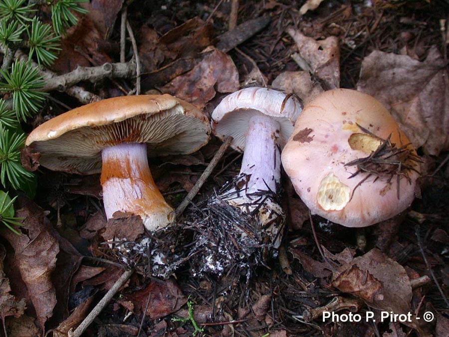 Cortinarius dibaphus