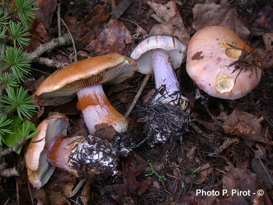 Cortinarius dibaphus