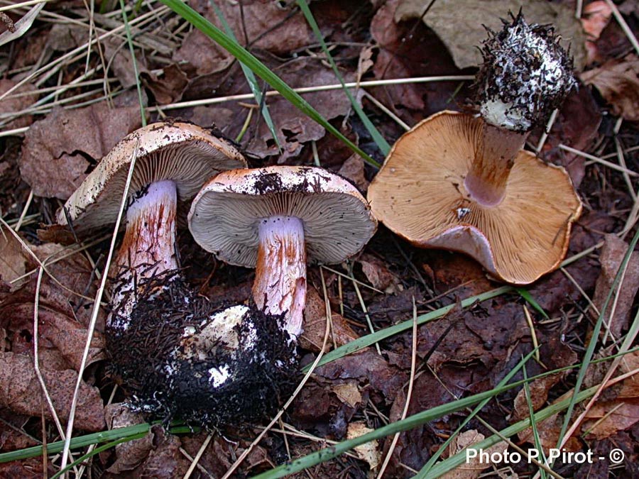 Cortinarius dibaphus