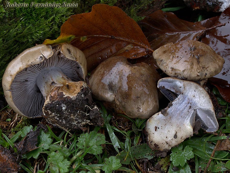 Cortinarius dionysae