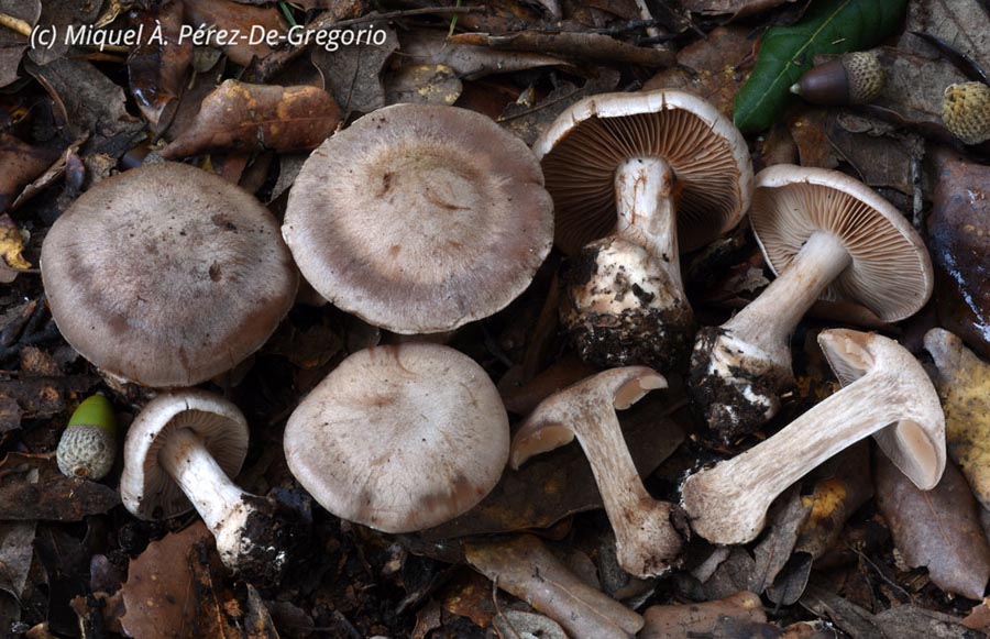 Cortinarius diosmus