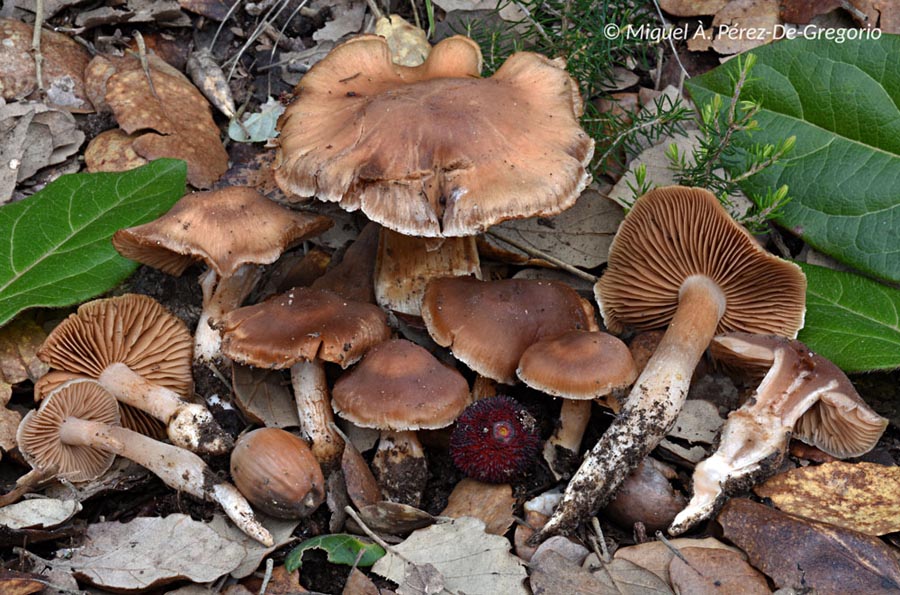 Cortinarius duracinus