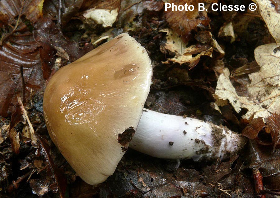 Cortinarius elatior