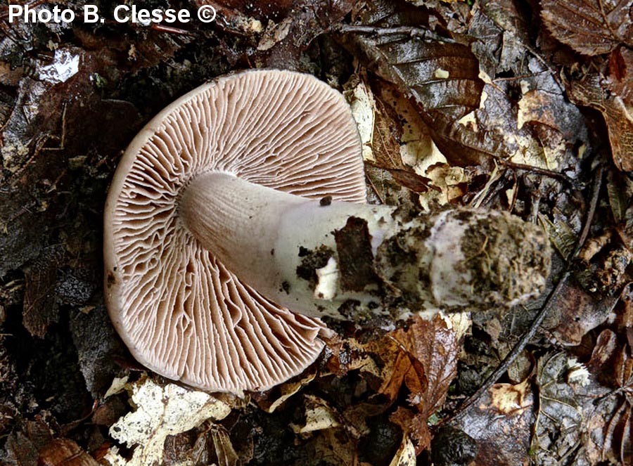 Cortinarius elatior