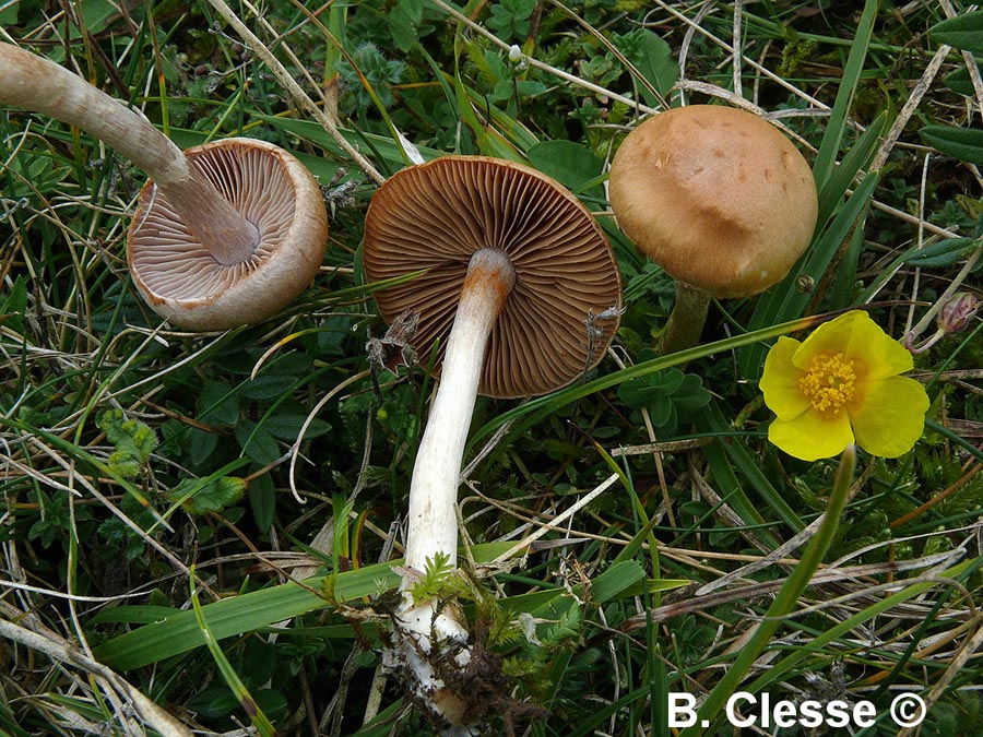 Cortinarius epsomiensis