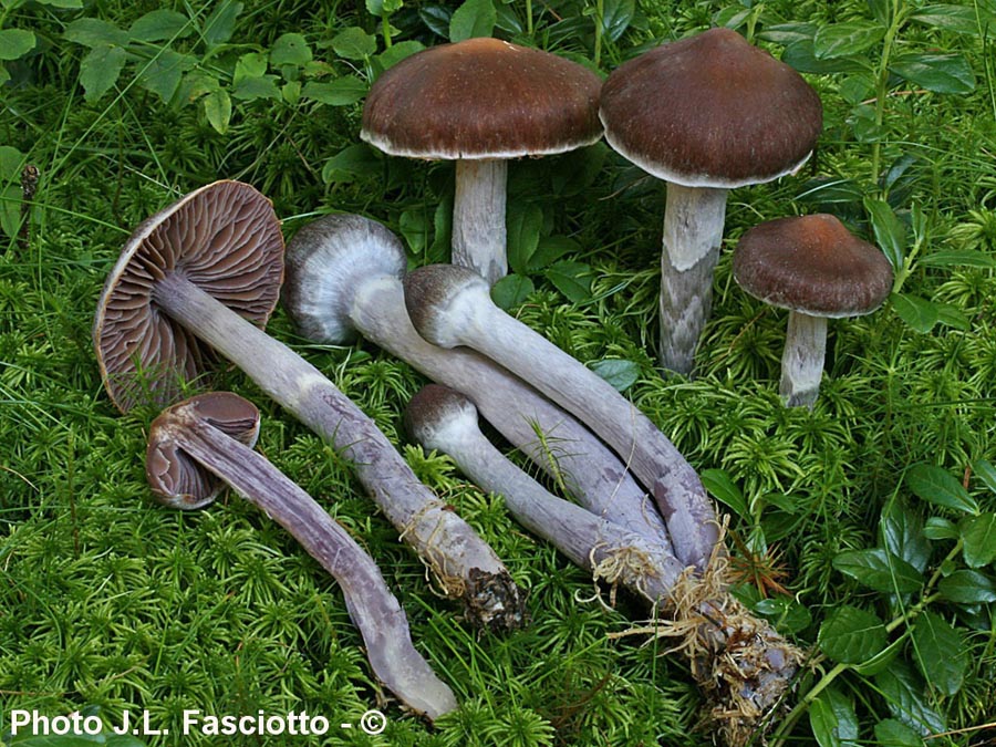 Cortinarius evernius