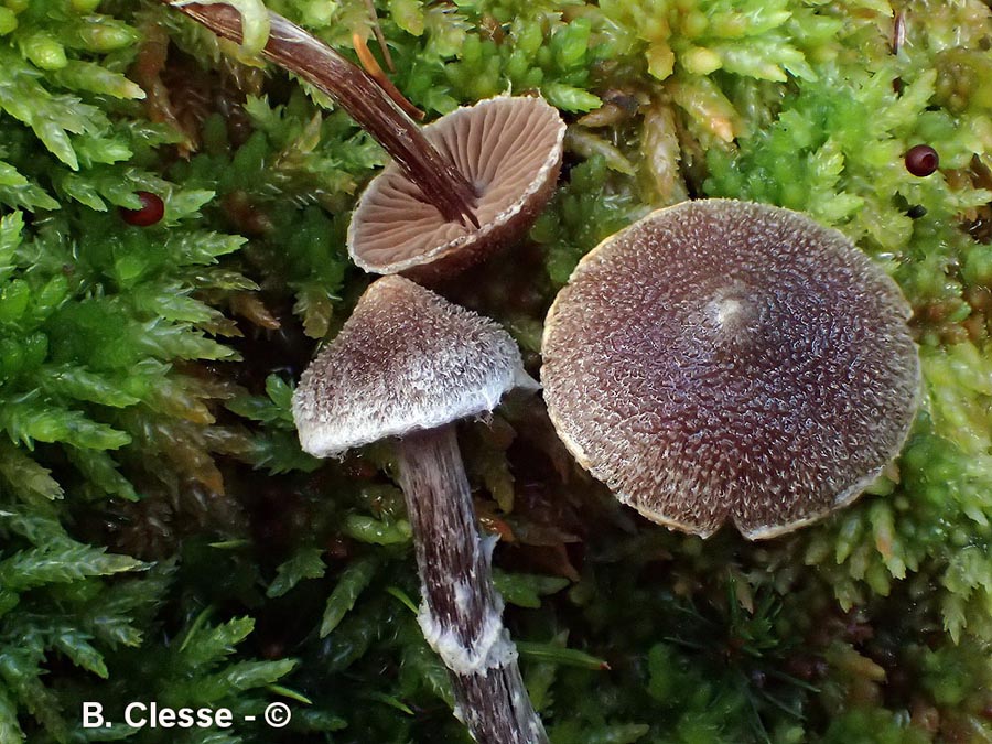 Cortinarius flexipes