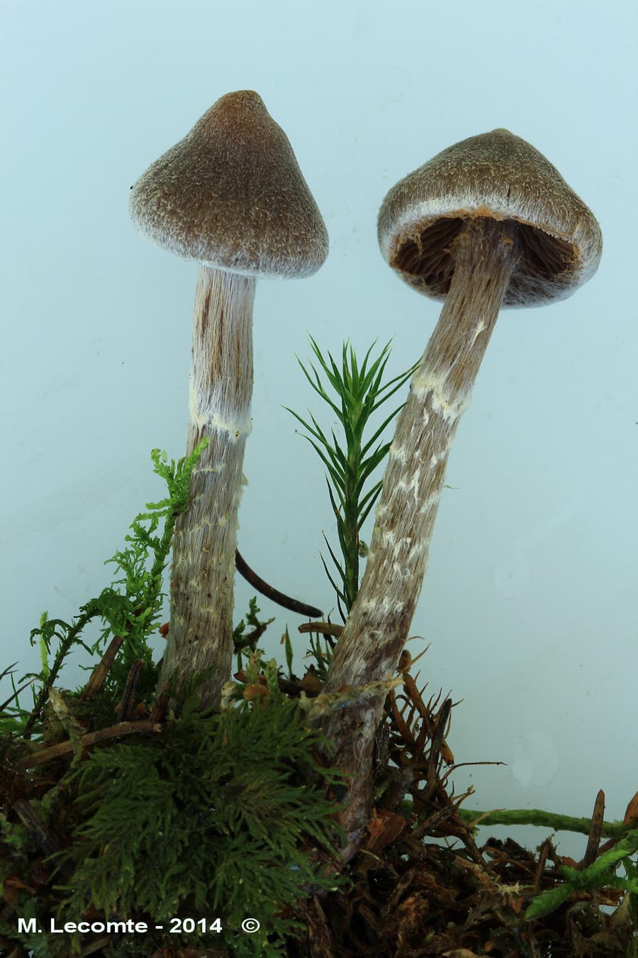 Cortinarius flexipes