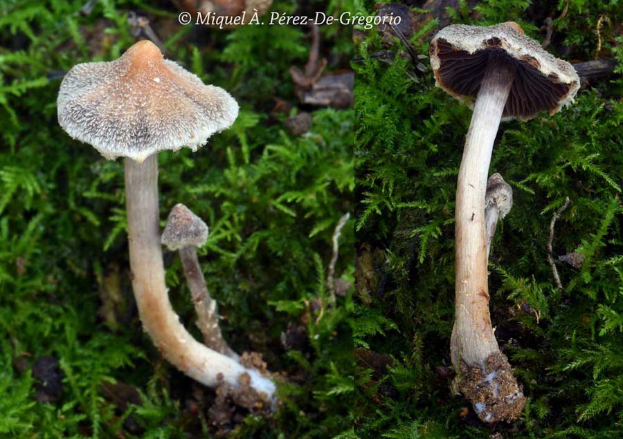 Cortinarius flexipes