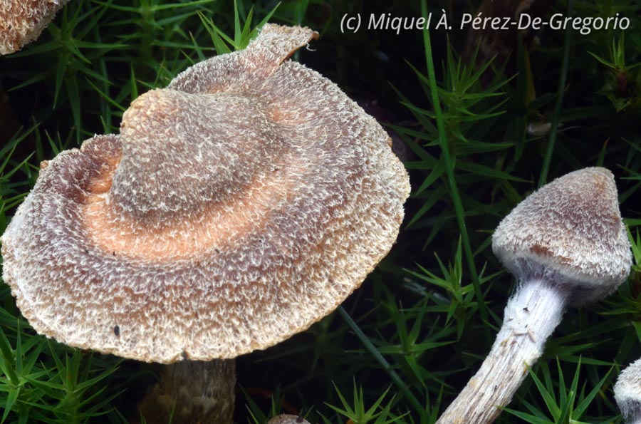 Cortinarius flexipes