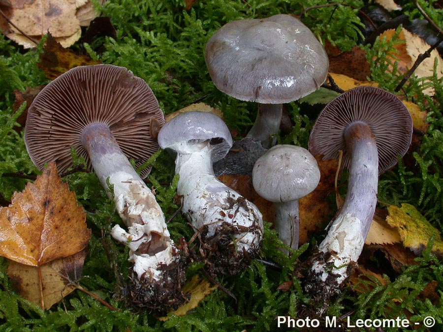 Cortinarius geophyllus