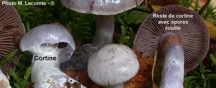 Cortinarius geophyllus