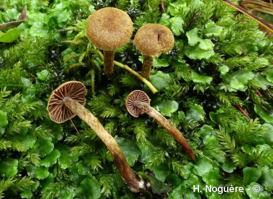 Cortinarius helvelloides