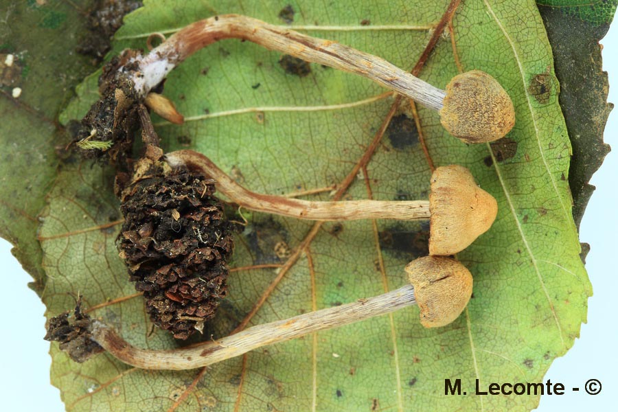 Cortinarius helvelloides