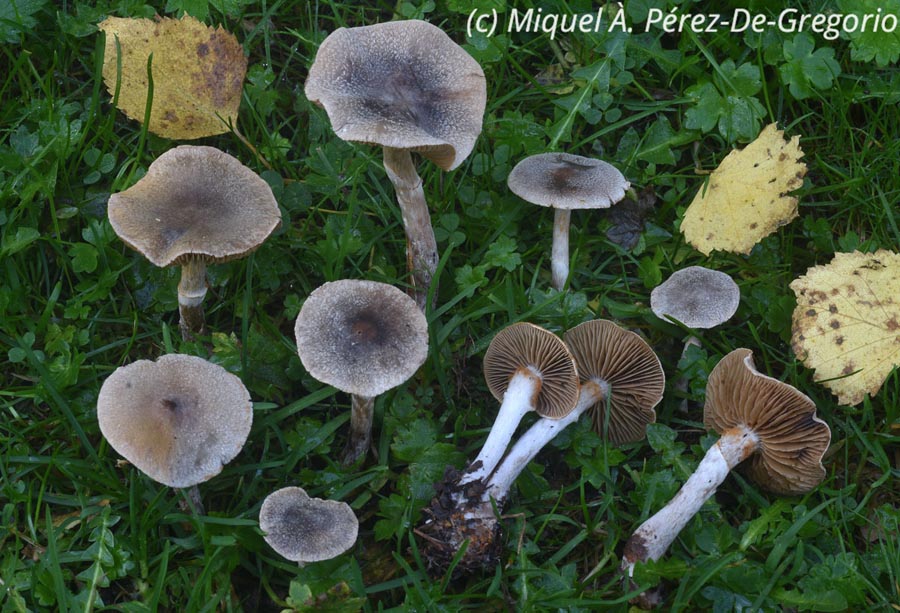 Cortinarius hemitrichus