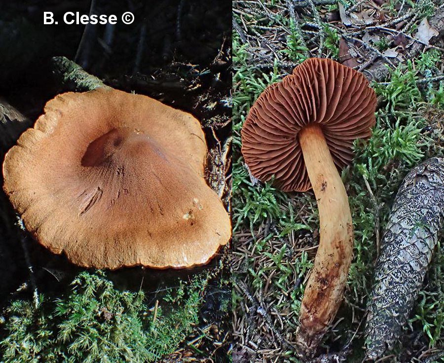 Cortinarius henrici