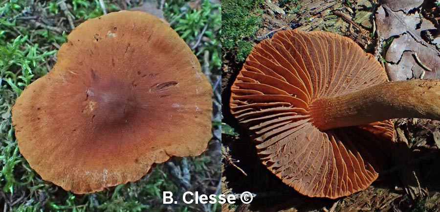 Cortinarius henrici