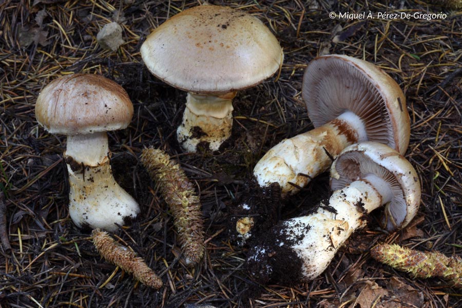 Cortinarius herculeus