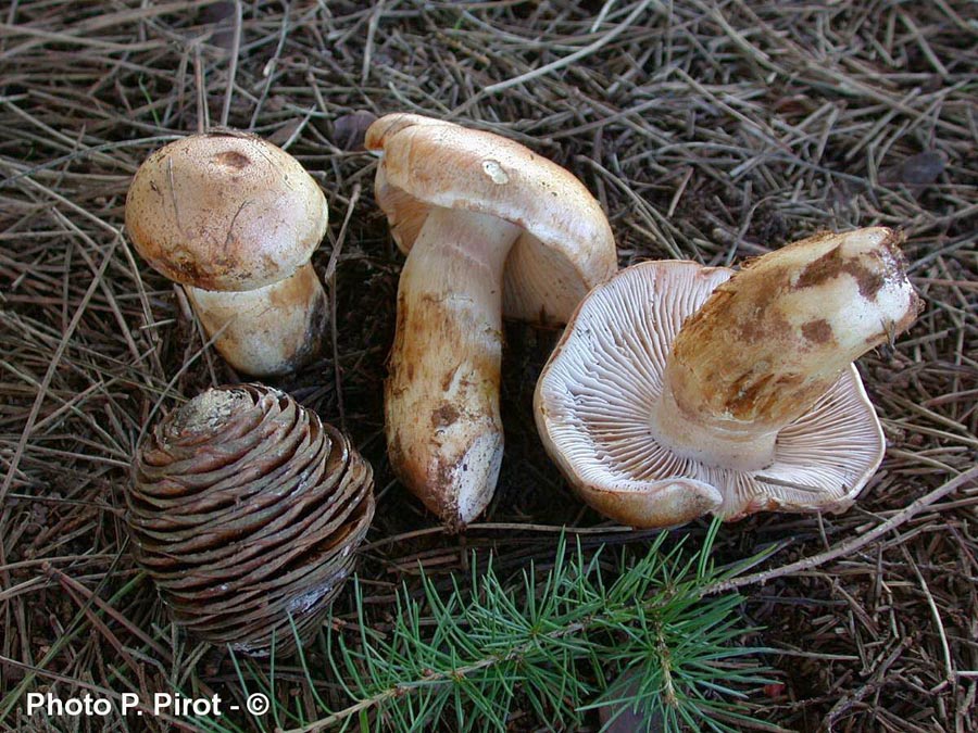 Cortinarius herculeus