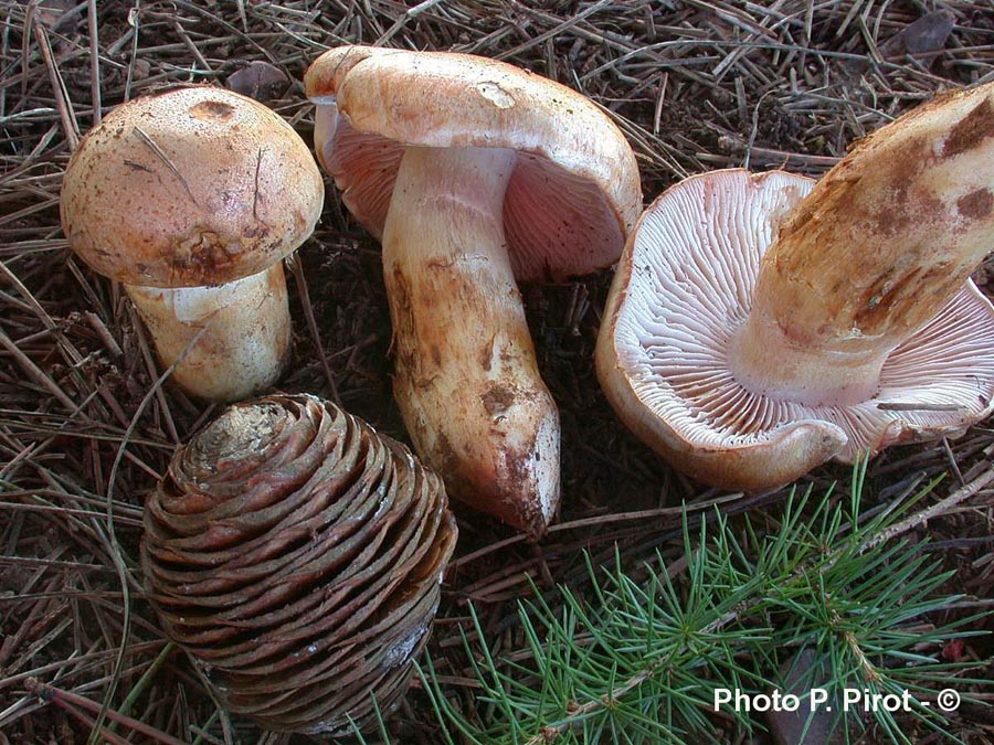 Cortinarius herculeus