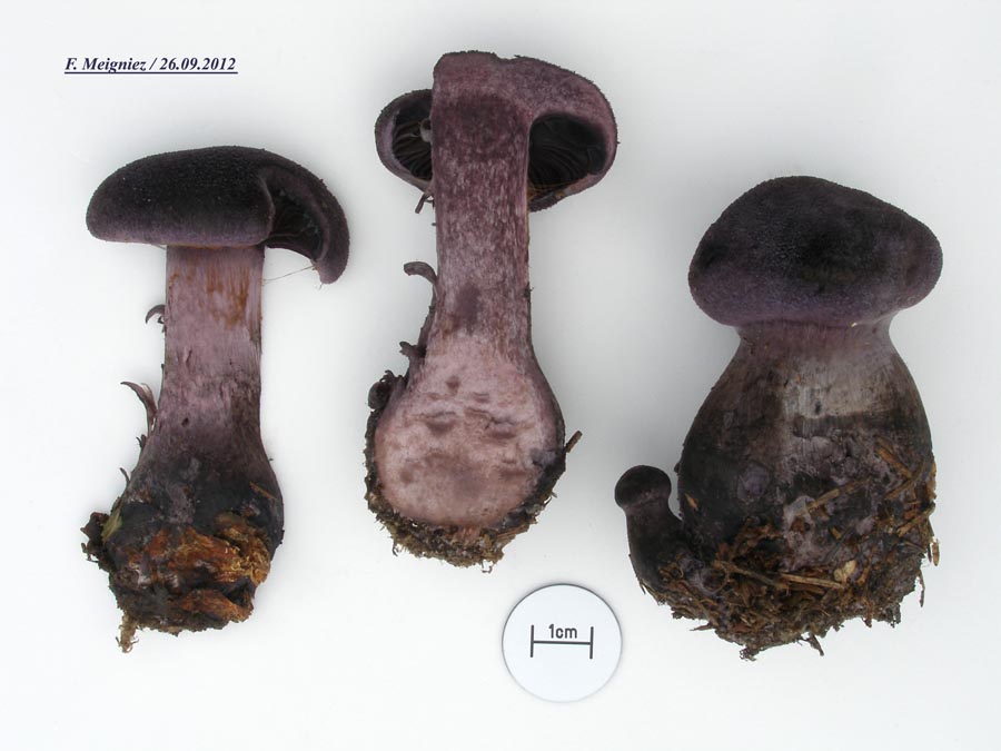 Cortinarius hercynicus