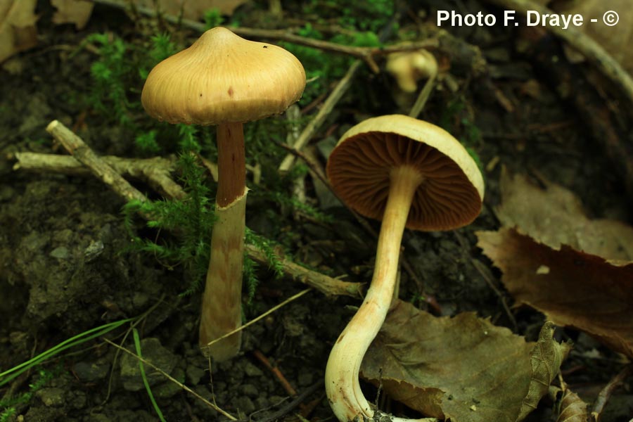 Cortinarius hinnuleus