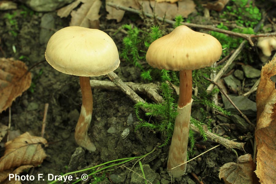 Cortinarius hinnuleus