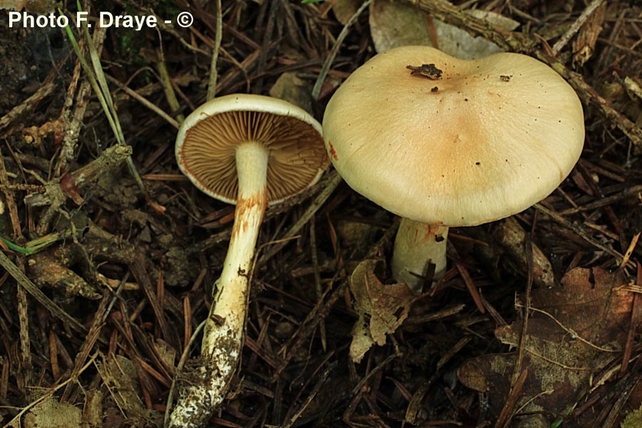 Cortinarius hinnuleus