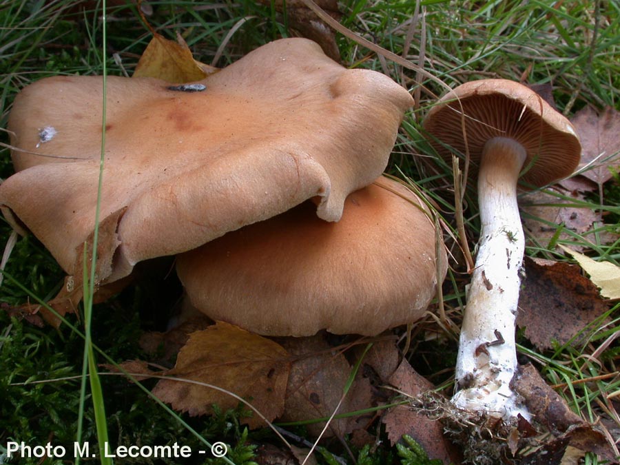 Cortinarius hinnuleus