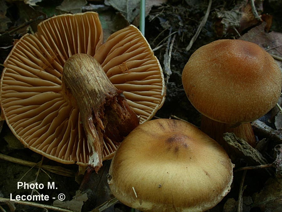 Cortinarius hinnuleus