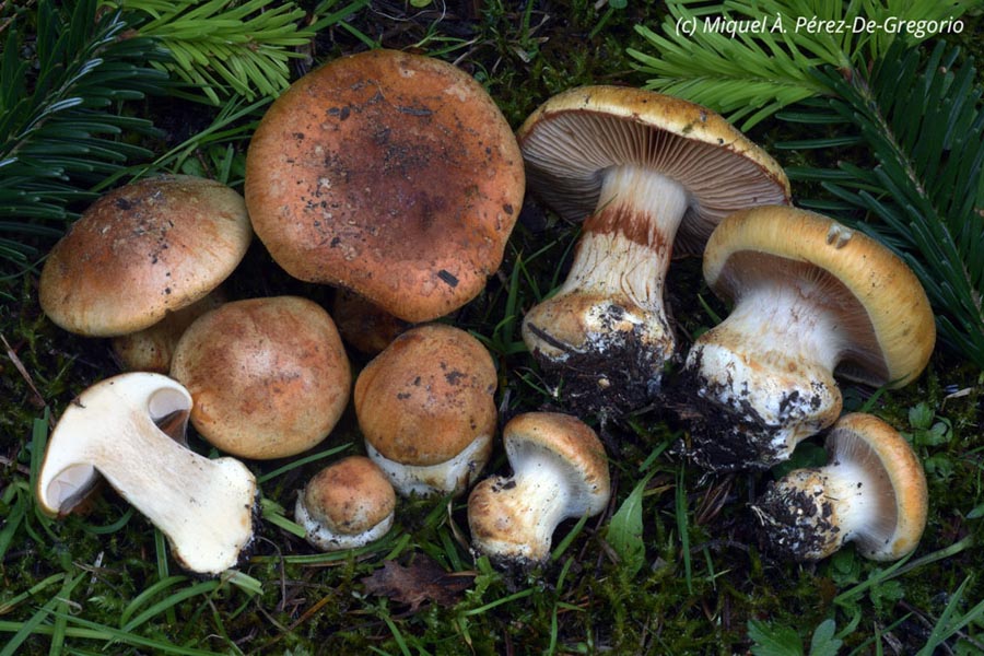 Cortinarius inexpectatus