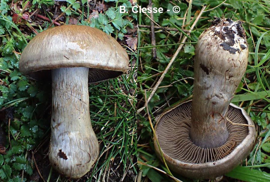 Cortinarius infractoides