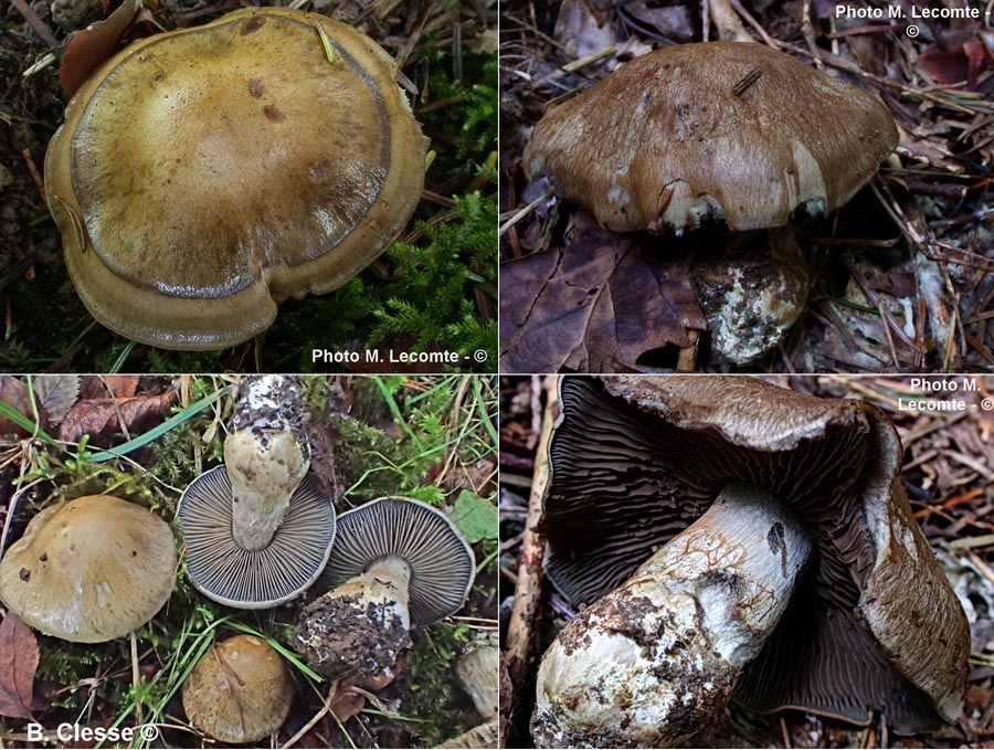 Cortinarius infractus