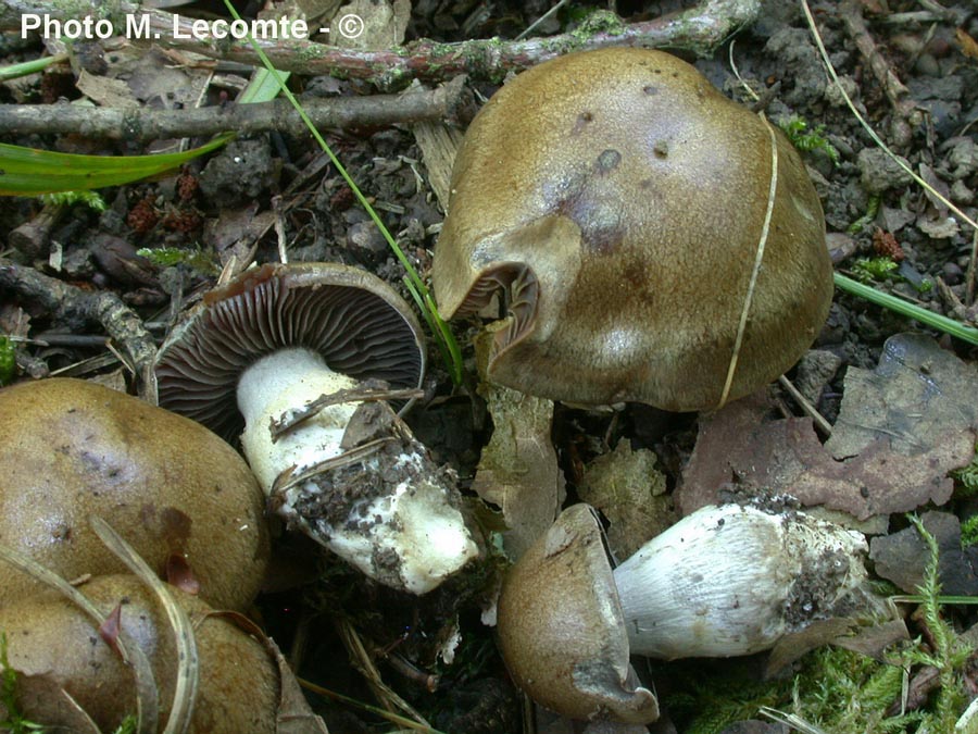 Cortinarius infractus