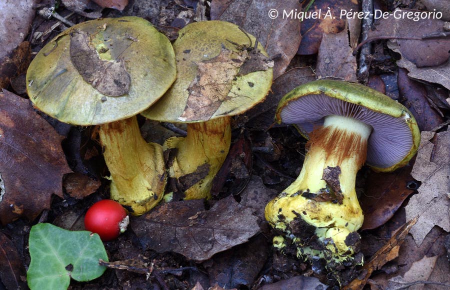 Cortinarius ionochlorus