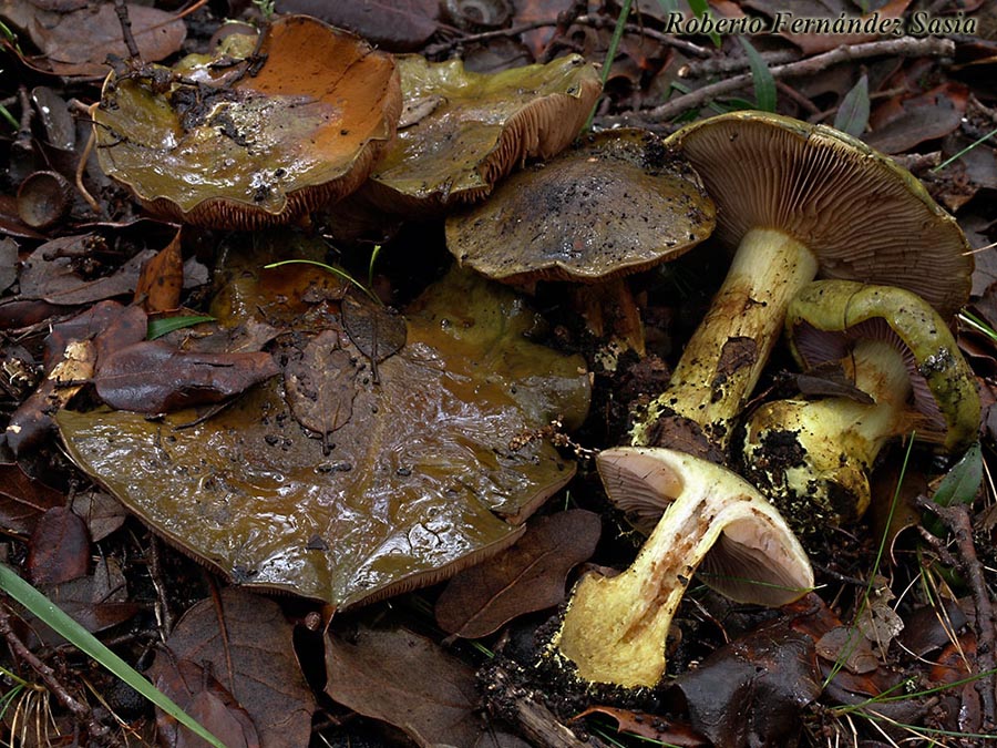 Cortinarius ionochlorus