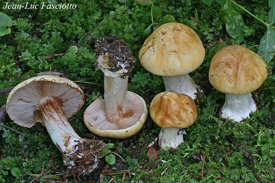 Cortinarius kristinae