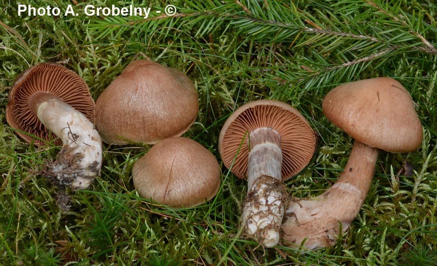 Cortinarius laniger